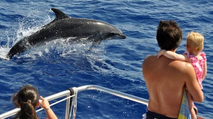 www.fishingtripmajorca.co.uk Excursion to see dolphins from Porto Cristo